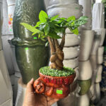Cây xanh để bàn mẫu 9 - ảnh chính