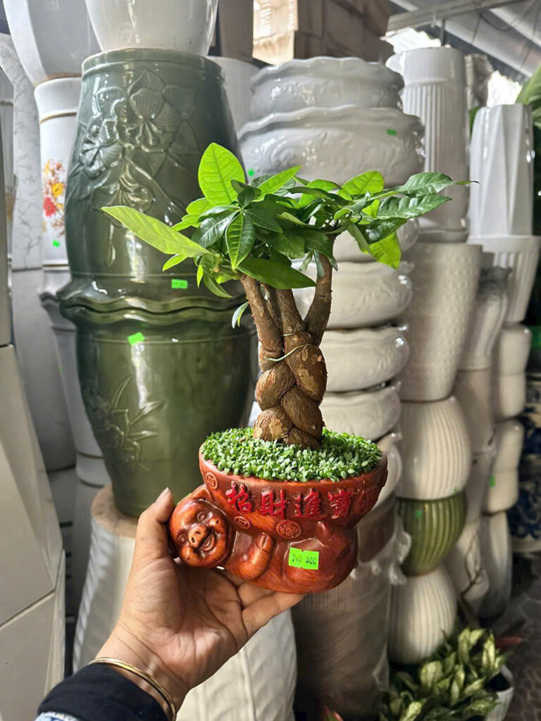 Cây xanh để bàn mẫu 9